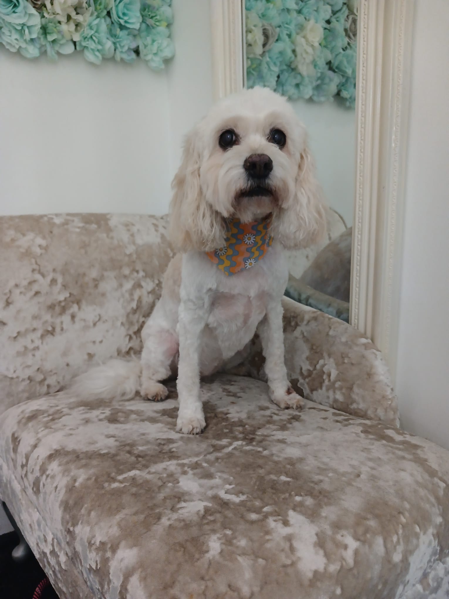 Dog before and after full groom at Mucky to Fluffy