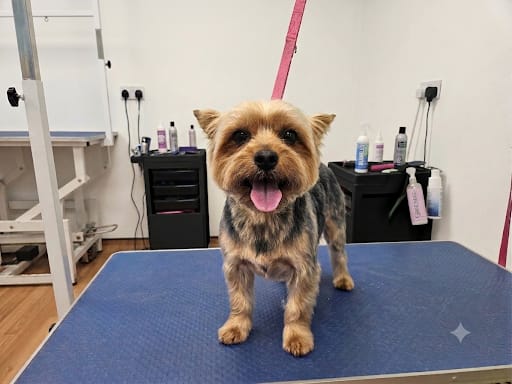 Dog before and after full groom at Mucky to Fluffy